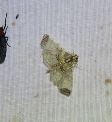 Didymostoma aurotinctalis