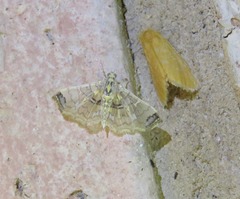 Didymostoma aurotinctalis
