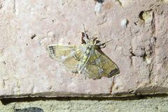 Didymostoma aurotinctalis