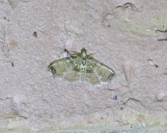 Didymostoma aurotinctalis