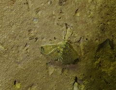 Didymostoma aurotinctalis