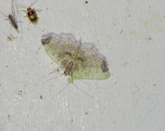 Didymostoma aurotinctalis
