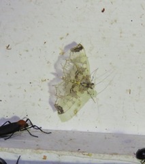 Didymostoma aurotinctalis