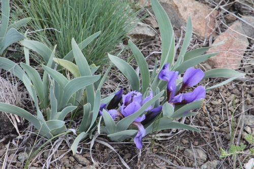 Iris glaucescens, photograph 1