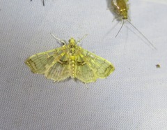 Didymostoma aurotinctalis