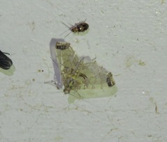 Didymostoma aurotinctalis