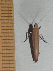 Ypsolopha
