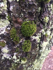 Ulota crispa