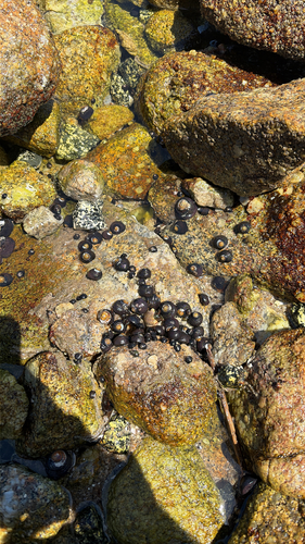 Tegula funebralis
