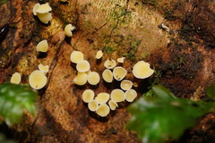 Lachnum lachnoderma