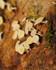 Lachnum lachnoderma