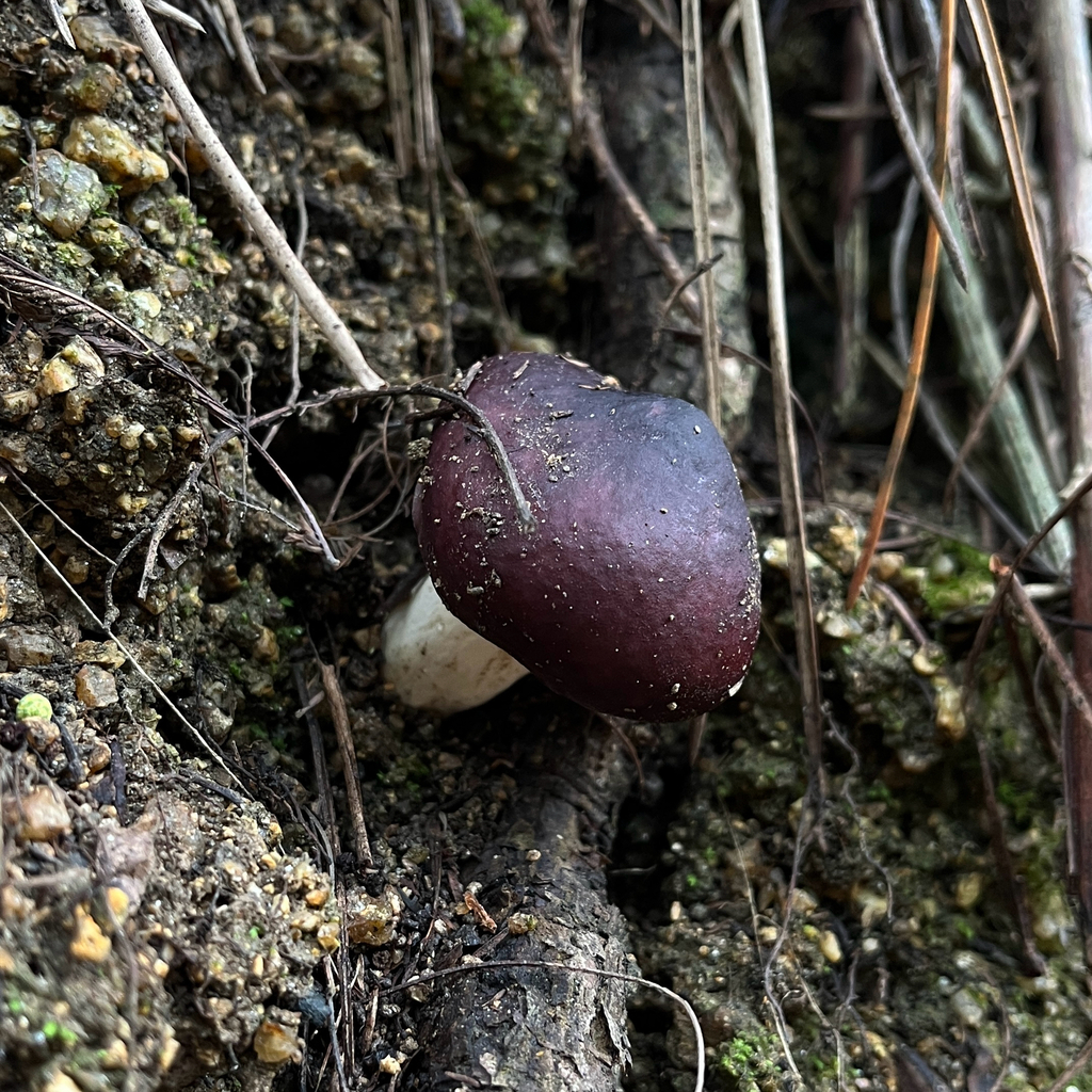 Russula sardonia · May 2026 · photo: © cristianriquelme (iNaturalist, cc-by)