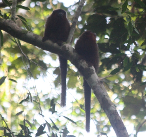 Plecturocebus toppini