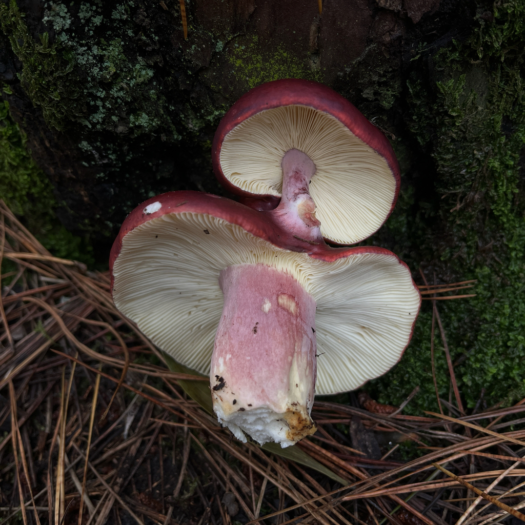 Russula sardonia · May 2026 · photo: © cristianriquelme (iNaturalist, cc-by)