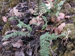 Myriopteris lendigera