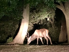 Cervus elaphus corsicanus