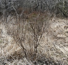 Hypericum densiflorum