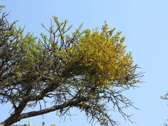 Phoradendron velutinum