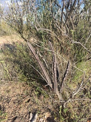 Peniocereus greggii greggii