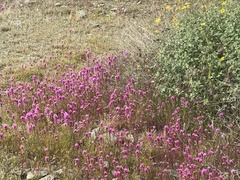 Castilleja exserta