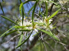 Melaleuca stipitata
