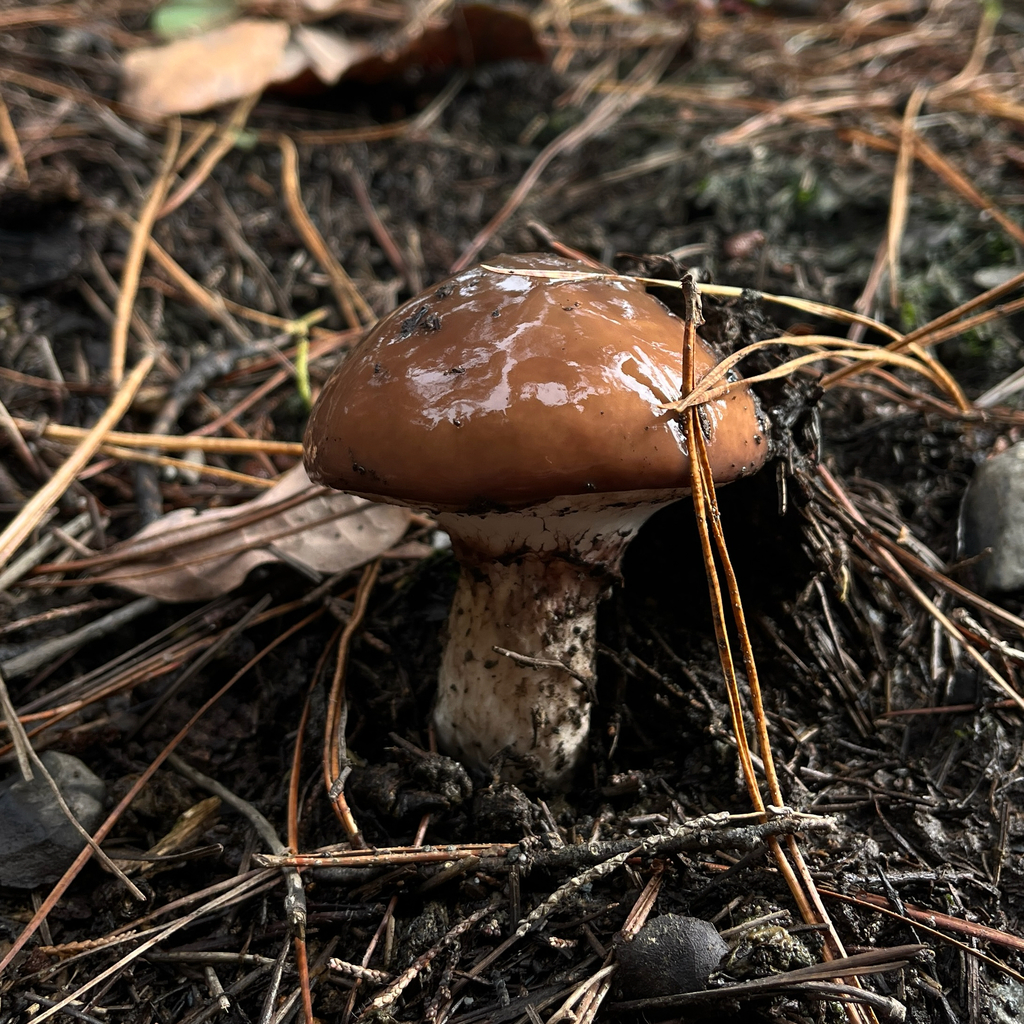 Suillus luteus · May 2026 · photo: © cristianriquelme (iNaturalist, cc-by)