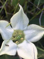 Jaborosa runcinata