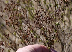Hypericum densiflorum