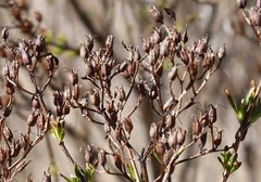 Hypericum densiflorum