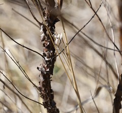 Hypericum densiflorum
