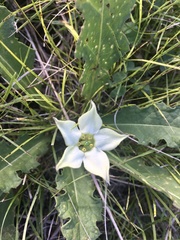 Jaborosa runcinata