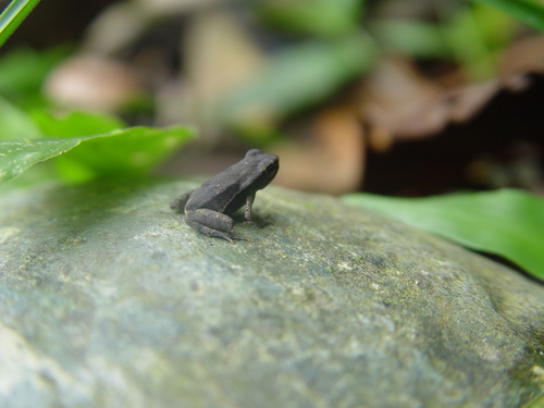 Blomberg's Toad, Rhaebo blombergi