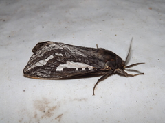 Abantiades argentata