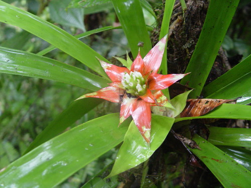 Guzmania lingulata