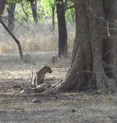 Panthera pardus fusca