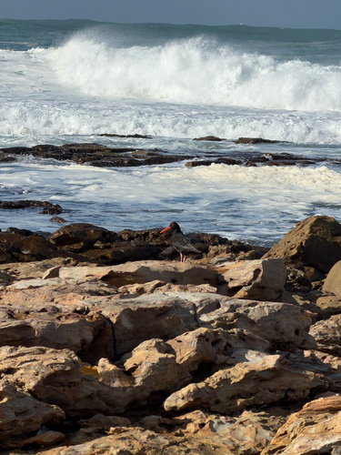 iNaturalist image