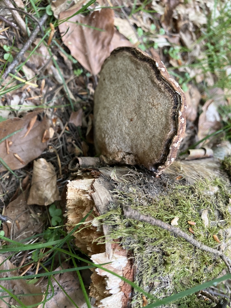 Fomitopsis betulina · May 2026 · photo: © rowan_m (iNaturalist, cc-by)