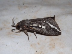 Abantiades argentata