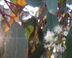 Eucalyptus fasciculosa