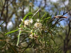 Melaleuca stipitata