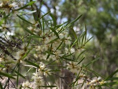 Melaleuca stipitata