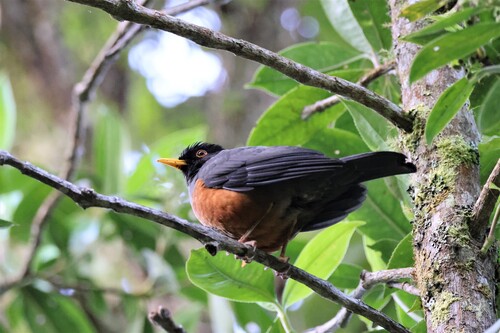 Chestnut-bellied Thrush (Turdus fulviventris), photo 4
