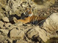 Panthera tigris tigris