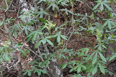 Aesculus pavia flavescens