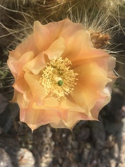 Opuntia diploursina