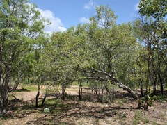 Melaleuca stipitata