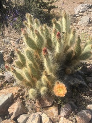 Opuntia diploursina