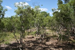 Melaleuca stipitata