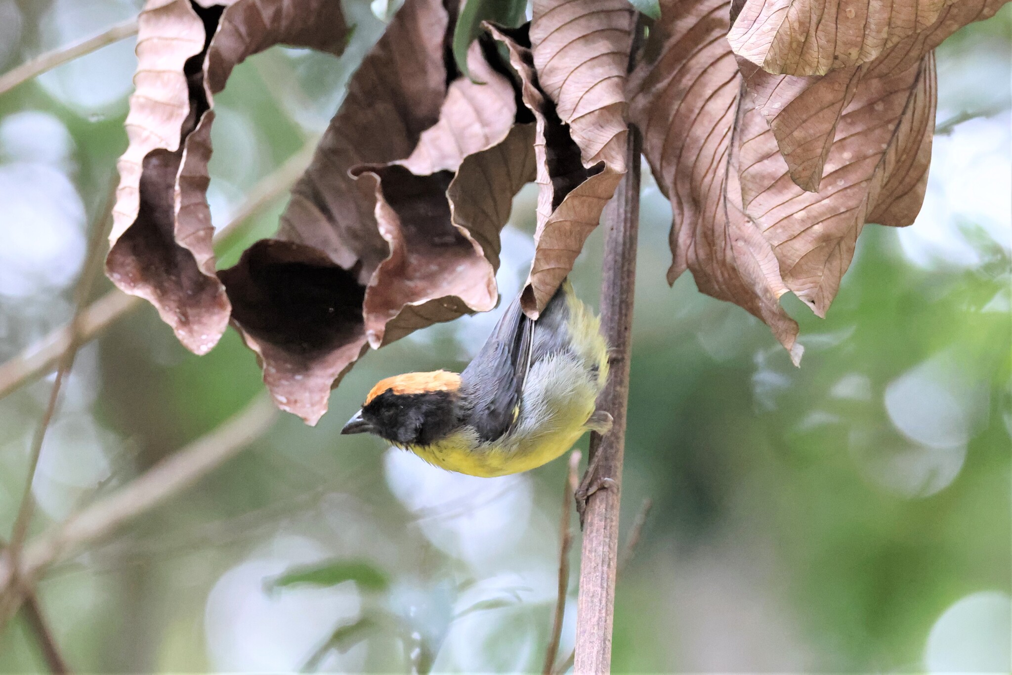 Black-fronted Brushfinch (Atlapetes nigrifrons), photo 10