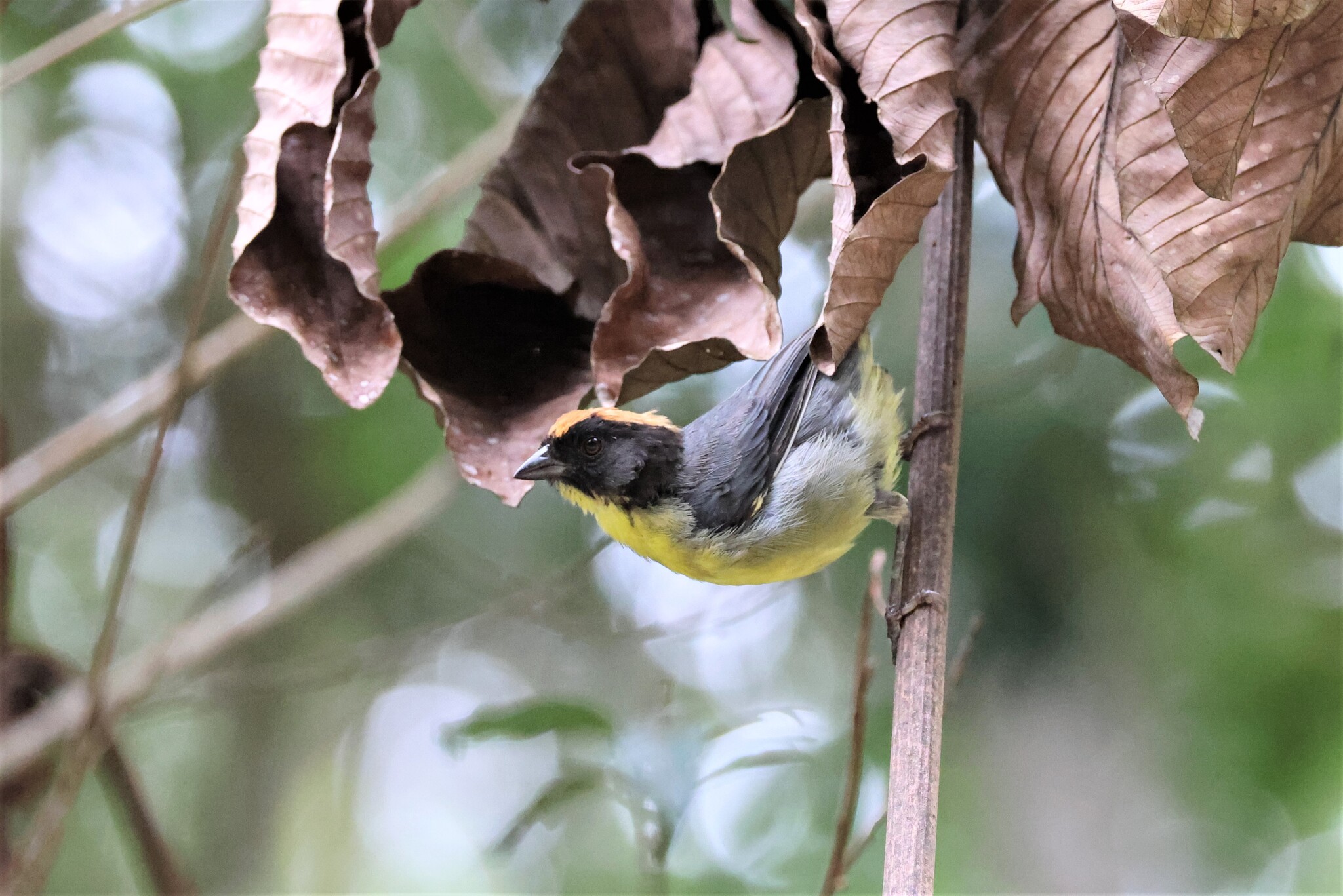 Black-fronted Brushfinch (Atlapetes nigrifrons), photo 9